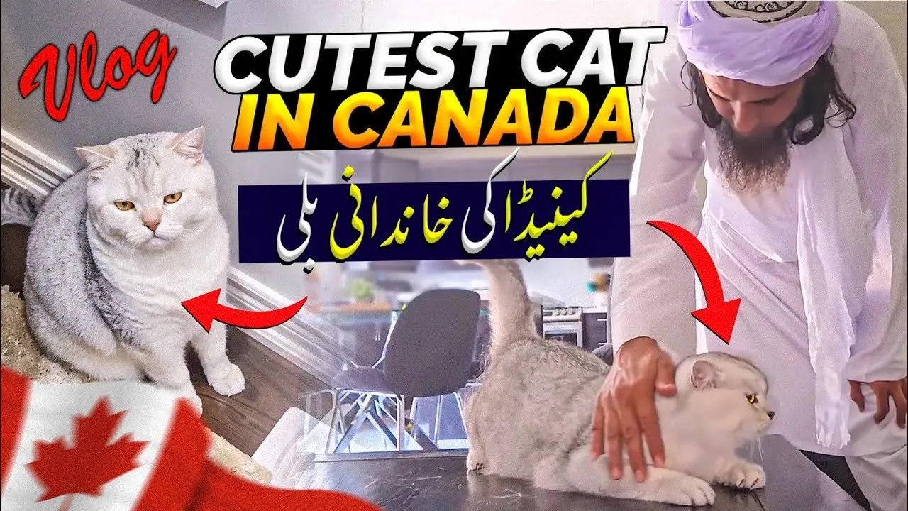 Cutest Cat In Canada - Vlog | Mufti Tariq Masood Speeches